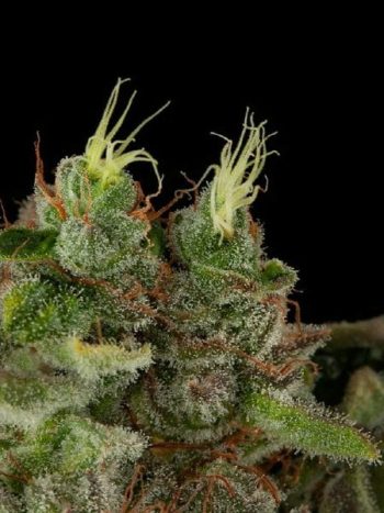 Humboldt Seed Organisation - Bubba Kush Regular Cannabis Seeds