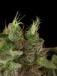 humboldt-seed-organisation-hso-bubba-kush-regular-cannabis-seeds