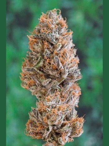 Humboldt Seed Organisation - Bubba's Gift Feminised Cannabis Seeds
