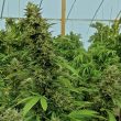 Humboldt Seed Organisation - Chemdawg Feminised Cannabis Seeds