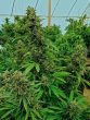 Humboldt Seed Organisation - Chemdawg Regular Cannabis Seeds