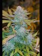 Humboldt Seed Organisation - Chocolate Mint OG Feminised Cannabis Seeds