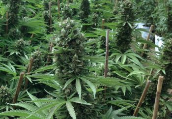 Humboldt Seed Organisation - Desert Diesel Feminised Cannabis Seeds