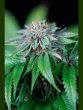 humboldt-seed-organisation-hso-ewe-2-feminised-cannabis-seeds