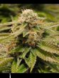 humboldt-seed-organisation-hso-gorilla-breath-feminised-cannabis-seeds