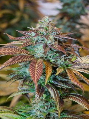 Humboldt Seeds Organisation - Lemon Kush Headband Feminised Cannabis Seeds
