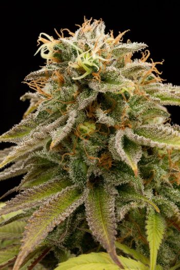 Humboldt Seed Organisation - Lemon Thai Kush Regular Cannabis Seeds