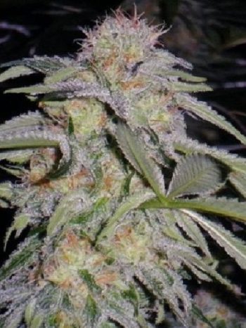 Humboldt Seed Organisation - Lost Coast Hashplant Feminised Cannabis Seeds