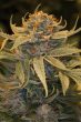 Humboldt Seed Organisation - Lost Coast OG Feminised Cannabis Seeds
