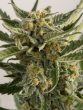 Humboldt Seed Organisation - Lost Coast Skunk Auto Feminised Autoflowering Cannabis Seeds
