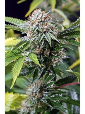 Humboldt Seed Organisation - Mango Sapphire Feminised Cannabis Seeds