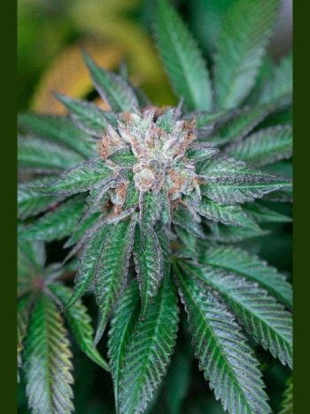 Humboldt Seed Organisation - Master Kush Feminised Cannabis Seeds