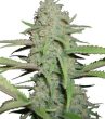 Humboldt Seed Organisation - OG Kush Auto Feminised Autoflowering Cannabis Seeds