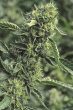 Humboldt Seed Organisation - OG Kush Feminised Cannabis Seeds