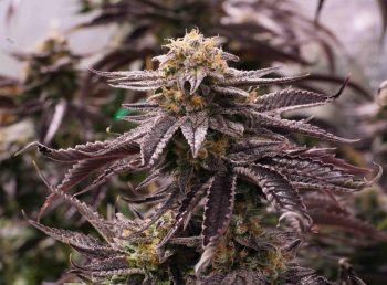 Humboldt Seed Organisation - OGKZ Feminised Cannabis Seeds