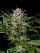 humboldt-seed-organisation-hso-pineapple-skunk-feminised-cannabis-seeds
