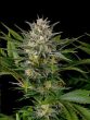 humboldt-seed-organisation-hso-pineapple-skunk-regular-cannabis-seeds