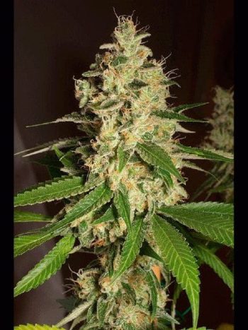 Humboldt Seed Organisation - Raspberry Diesel Feminised Cannabis Seeds