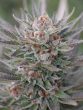 Humboldt Seed Organisation - Sapphire Scout Feminised Cannabis Seeds