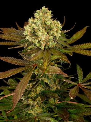 Humboldt Seed Organisation - Sour Blueberry Feminised Cannabis Seeds