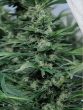 Humboldt Seed Organisation - Sour Diesel #2 Feminised Cannabis Seeds