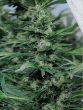 Humboldt Seed Organisation - Sour Diesel #2 Regular Cannabis Seeds
