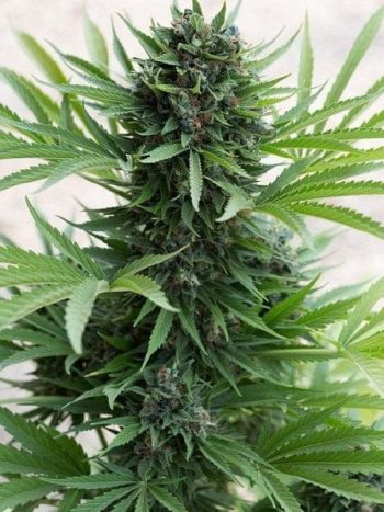 Humboldt Seed Organisation - Sour Diesel Auto Feminised Autoflowering Cannabis Seeds