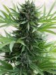 Humboldt Seed Organisation - Sour Diesel Auto Feminised Autoflowering Cannabis Seeds