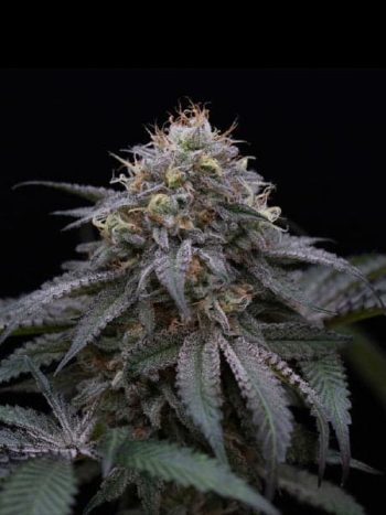 Humboldt Seed Organisation - Sugar Breath Feminised Cannabis Seeds