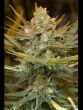 Humboldt Seed Organisation - Three Blue Kings Feminised Cannabis Seeds