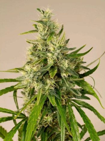 Humboldt Seed Organisation - Trainwreck Feminised Cannabis Seeds