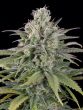Humboldt Seed Organisation - UK Cheese Auto Feminised Autoflowering Cannabis Seeds