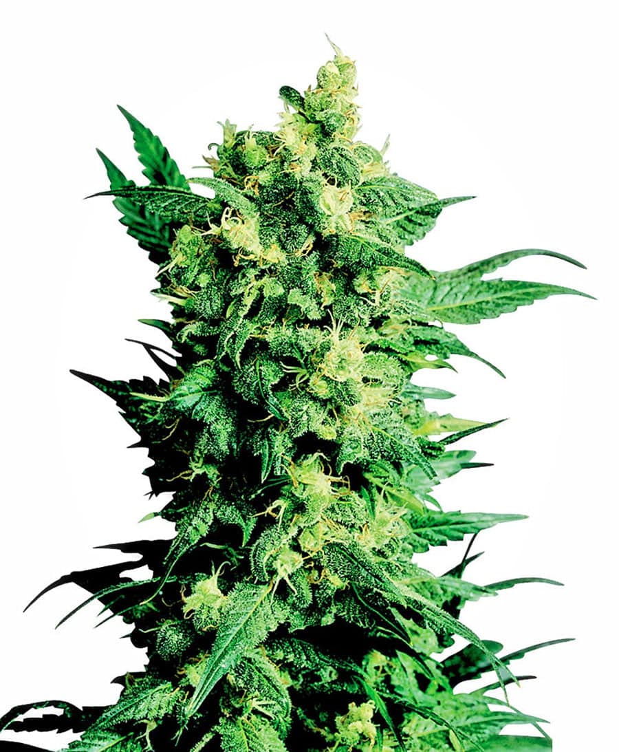 Seeds Магазин Семян