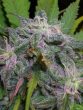 bc-bud-depot-gods-gift-regular-cannabis-seeds