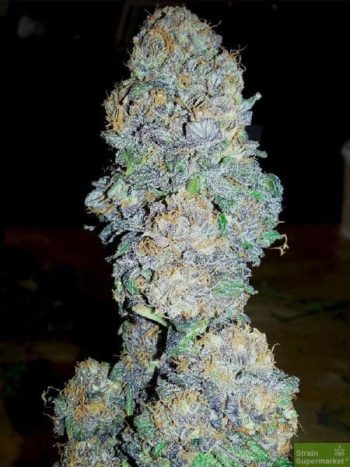 BC Bud Depot - God's Gift Feminised Cannabis Seeds