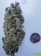 bc-bud-depot-sour-tsunami-regular-cannabis-seeds