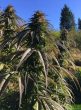 BC Bud Depot - Sour Tsunami Regular Cannabis Seeds
