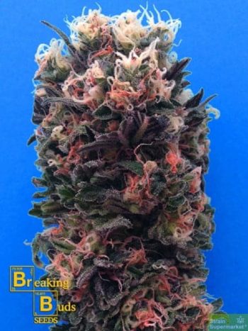 Breaking Buds Seeds - Blue Sky 99% Feminised Cannabis Seeds