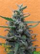 Breaking Buds Seeds - Brownie Auto Feminised Cannabis Seeds