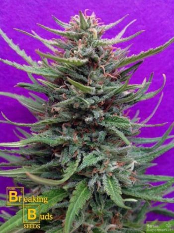 Breaking Buds Seeds - Cream Crystal Meth Feminised Cannabis Seeds