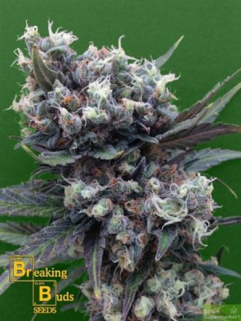 Breaking Buds Seeds - Malverde Feminised Cannabis Seeds
