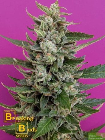 Breaking Buds Seeds - Strawberry Cream Feminised Cannabis Seeds