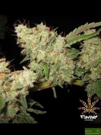 Flavour Chasers - Alien Glue Feminised Cannabis Seeds
