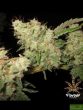 Flavour Chasers - Alien Glue Feminised Cannabis Seeds