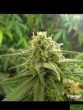 Flavour Chasers - Banana OG Feminised Cannabis Seeds