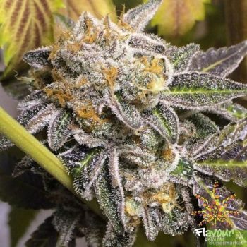 Flavour Chasers - Do-Si-Dos - Feminised Cannabis Seeds