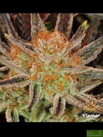 Flavour Chasers - Grand Daddy Banner (GDB) Feminised Cannabis Seeds