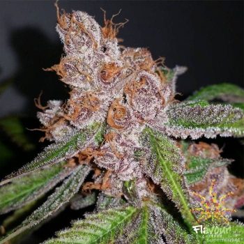 Flavour Chasers - Purple Urkle Feminised Cannabis Seeds
