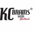 KC Brains Seeds - Space Mango Auto Feminised Autoflowering Cannabis Seeds