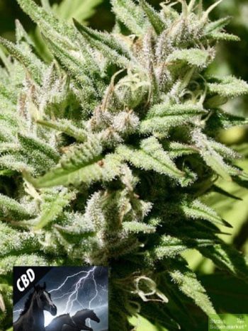 Kera Seeds - CBD Black Beauty Feminised Cannabis Seeds